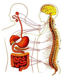 Schema nervo viscerale