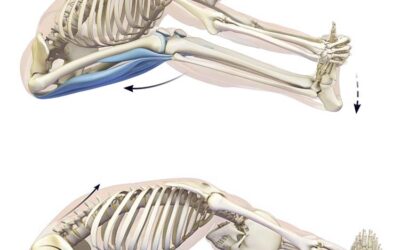 PNF (Propiocettività Neuromuscolare Facilitata)