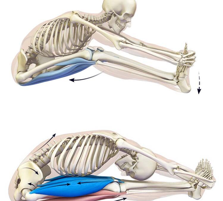 PNF (Propiocettività Neuromuscolare Facilitata)