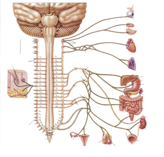 Sistema Nervoso Autonomo