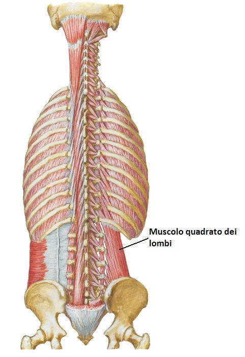 Quadrato dei lombi