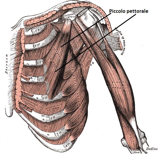 Piccolo pettorale