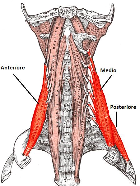Scaleni