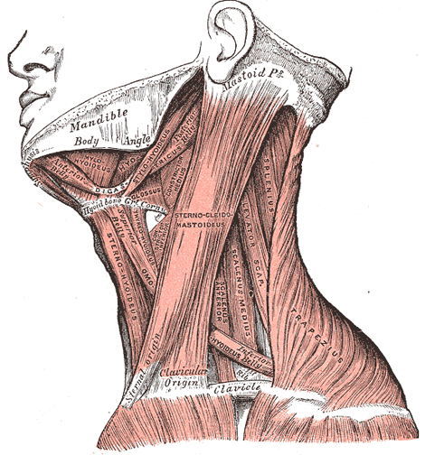 Sternocleidomastoidei